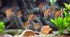 Aquarium mit der Gro�en Amazonas R�ckwand 200 x 60
