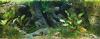 Aquarium mit der Gro�en Amazonas R�ckwand 200 x 60