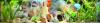 Hier ein Discus Aqaurium mit der Gro�en Amazonas R�ckwand 200 x 60