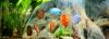 Hier ein Discus Aqaurium mit der Gro�en Amazonas R�ckwand 200 x 60